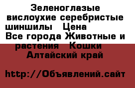 Зеленоглазые вислоухие серебристые шиншилы › Цена ­ 20 000 - Все города Животные и растения » Кошки   . Алтайский край